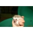 New hedgehogs (21 photos)