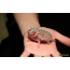 New hedgehogs (21 photos)