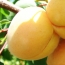 Yellow apricots