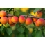 Ripe apricots on a branch