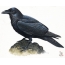 Drawn raven