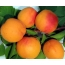 Picture apricots on the desktop
