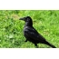 Raven on grass