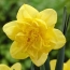 Daffodil ពណ៌លឿង