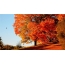 Herbstbild auf dem Desktop