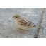 Sparrow dealbh