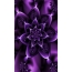 Violetti kukat