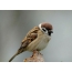 Pàipear-balla Sparrow