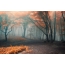 Mlha v jesennom lese