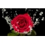 Červená ruža na čiernom pozadí