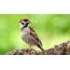 Breacan-coise Sparrow