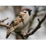 Dealbh Sparrow