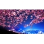 Cherry blossoms taustalla yö kaupungin
