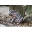Hippo Cub