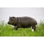ایک قدرتی ماحول میں Hippo