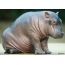 Hippo jong