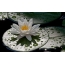 Wallpaper water lily