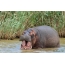 Hippo yn it wetter