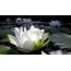 White lily on the water