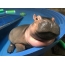 Hippo jub in swimbad