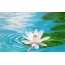 Screensaver on the desktop water lily