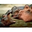Família do hipopótamo