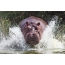 Hipopótamo na água