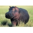 Hippo i naturen