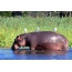 Hipopótamo na água