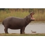 Desktop Hippo