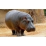 Ekraanisäästja töölaual hippo