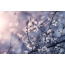 سیاه و سفید عکس گیلاس شکوفه