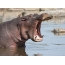 Hipopótamo abriu a boca