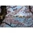 شکوفه های گیلاس