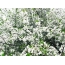Cherry Blossom các hình nền