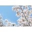 گیلاس شکوفه در زمینه آبی رنگ