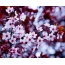 Papurau Wal Cherry Blossom