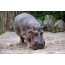 Picture of hippo