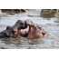 Lutando contra hipopótamos na água