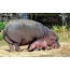 Hippo med cub