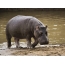 Hippo yn in natuerlik miljeu