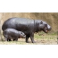 Hippo with cub