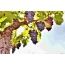 Skärmsläckare Grape Vine